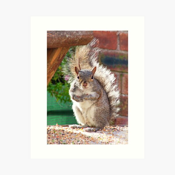 Item preview, Squirrel on my Bird Table designed and sold by AnnDixon.