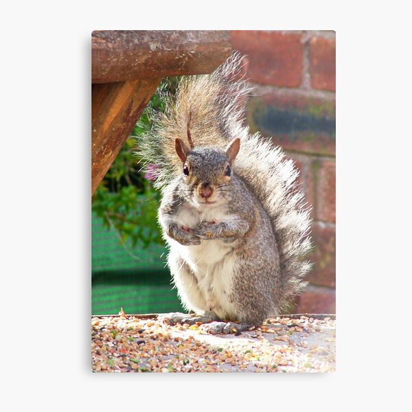 Item preview, Squirrel on my Bird Table designed and sold by AnnDixon.