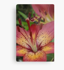 Jacqueline - my garden, Ottawa, Ontario Metal Print