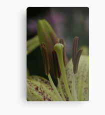 Suncrest 2- LA hybrid lily Metal Print