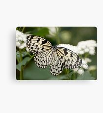 Paper Kite Butterfly - Idea leuconoe Metal Print