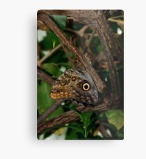It's all in the Eyes!! - Carleton University, Ottawa, Ontario Metal Print