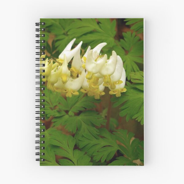 Item preview, Dutchman's Breeches, Wildflower designed and sold by Betty Mackey.