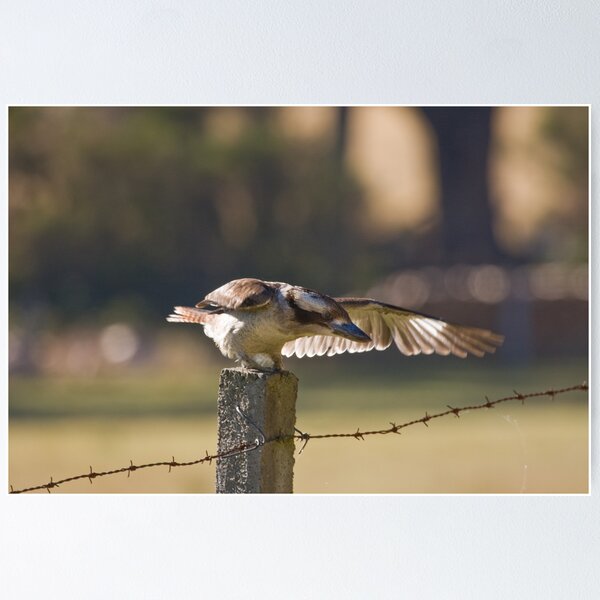 Item preview, Kookaburra on Fencepost designed and sold by Chris Cobern.