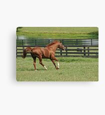 Living the easy life!! (view large) Canvas Print