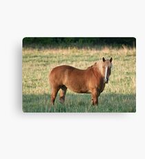 Belgian Canvas Print