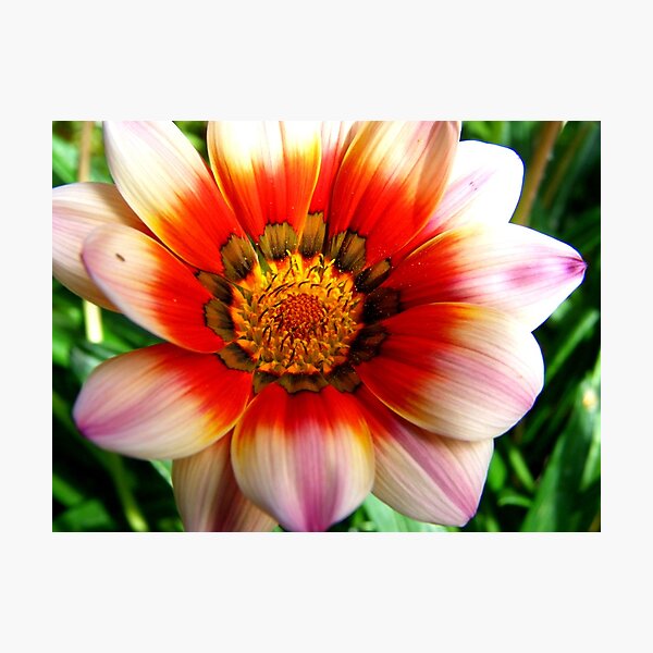 Gazania Photographic Print