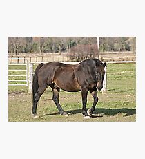 Ringo - Silver Creek Ranch, Ottawa, Ont Photographic Print