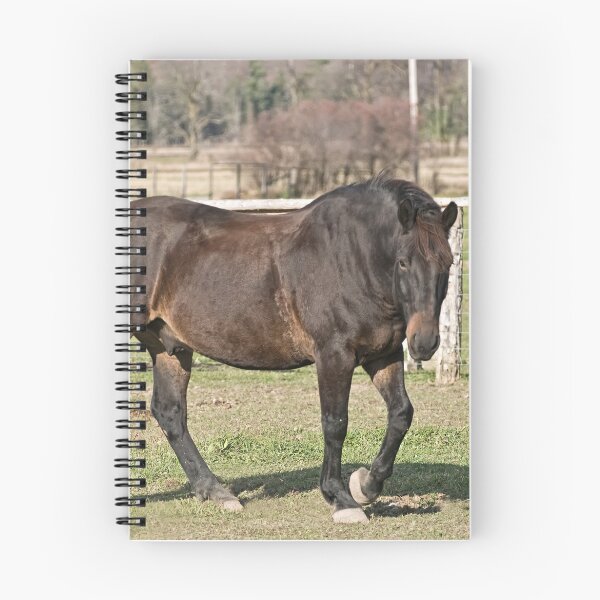 Item preview, Ringo - Silver Creek Ranch, Ottawa, Ont designed and sold by Tracey  Dryka.