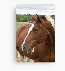 For the Love of Lucy Canvas Print