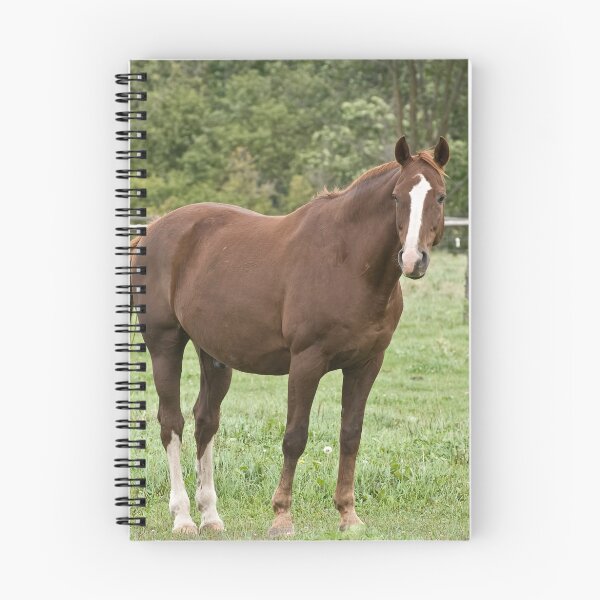 Item preview, Donner - Silver Creek Ranch, Ottawa, Ont designed and sold by Tracey  Dryka.