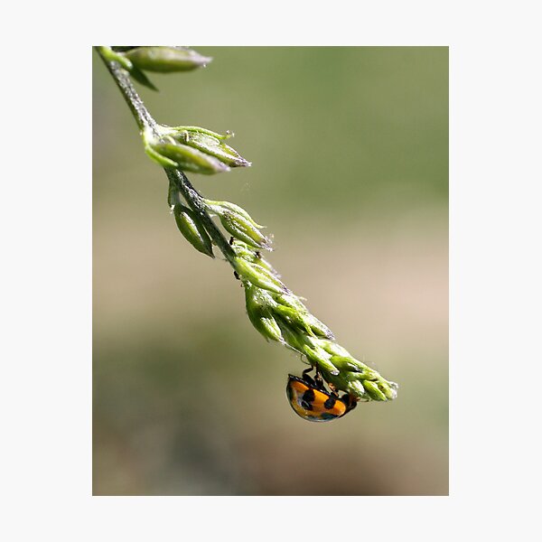 Item preview, Lady Beetle designed and sold by Jodie Cooper.