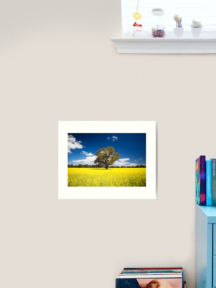 Thumbnail 2 of 3, Art Print, The Lonely Tree in a Sea of Canola designed and sold by RICHARDW.