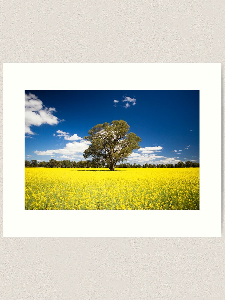 Thumbnail 1 of 3, Art Print, The Lonely Tree in a Sea of Canola designed and sold by RICHARDW.