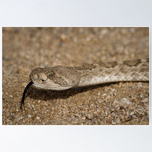 Item preview, Western Diamondback Rattlesnake designed and sold by Chris Heising.