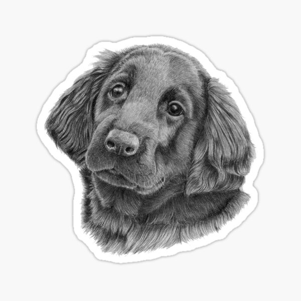 Flatcoated retriever puppy Sticker