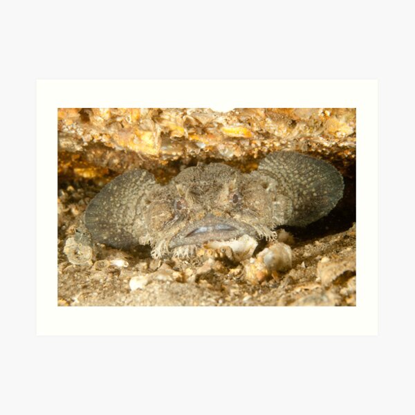 Eastern Frogfish - Batrachomoeus dubius Art Print
