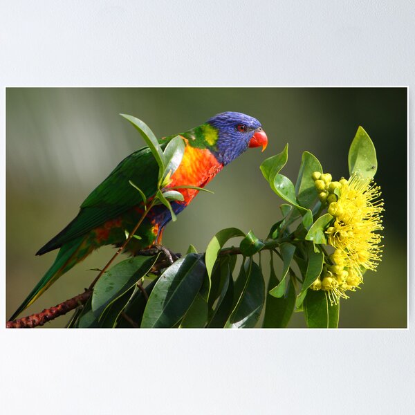 Item preview, Rainbow Lorikeet in Golden Penda Tree 02 - Sunshine Coast - Queensland - Australia designed and sold by AMP  Al Melville Photography.