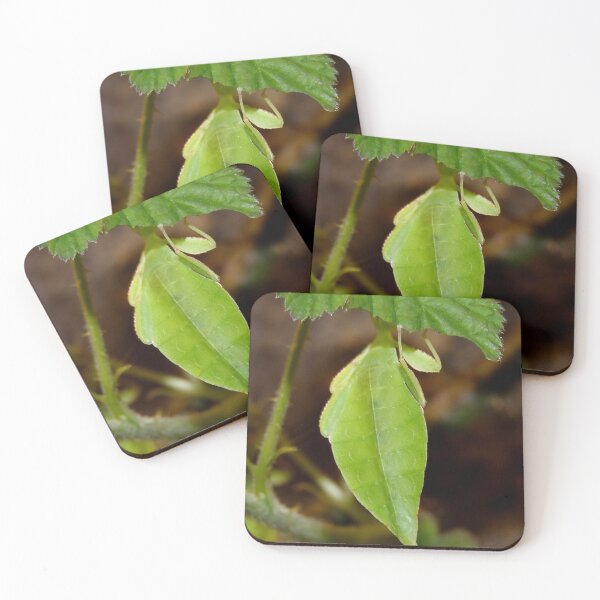 Item preview, Leaf Lookalike Stick Insect designed and sold by AnnDixon.