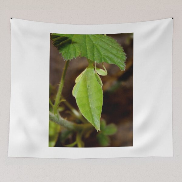 Item preview, Leaf Lookalike Stick Insect designed and sold by AnnDixon.