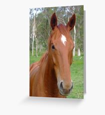 Horse Grußkarte