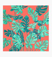 Monstera verlässt lebende Korallen. Fotodruck