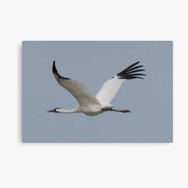 Whooping Crane in Flight Canvas Print