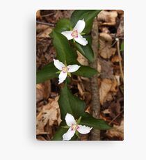 Three Painted Trilliums Canvas Print