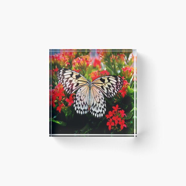 Item preview, fwc 1388 beautiful bloom blooming designed and sold by fred chiea.