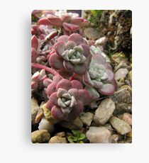 Cactii Canvas Print