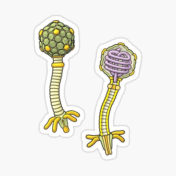 Lambda Bacteriophage Illustration Sticker