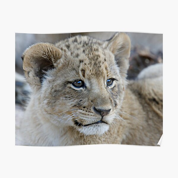 Male Lion Club Poster