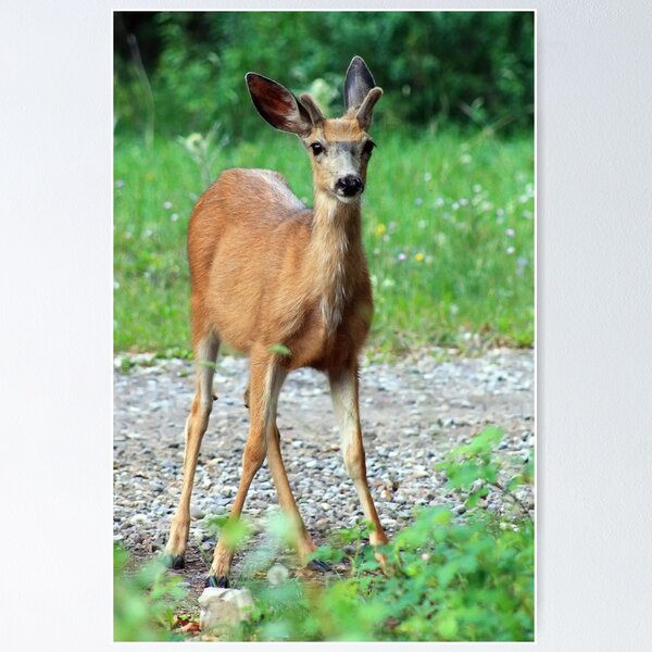 Item preview, Beautiful  Mule Deer designed and sold by Teresa Zieba.