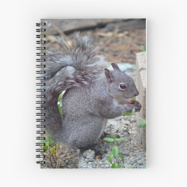 Item preview, Squirrel!   designed and sold by Cody  VanDyke.
