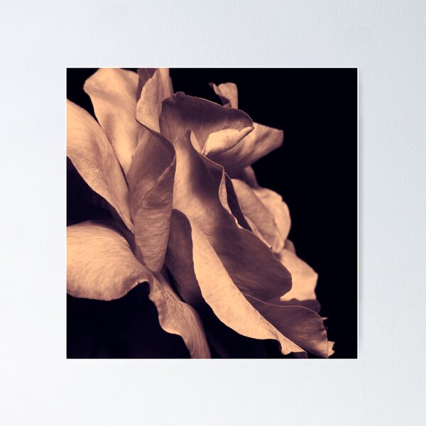 Item preview, Rose out of Darkness designed and sold by ParkDG.