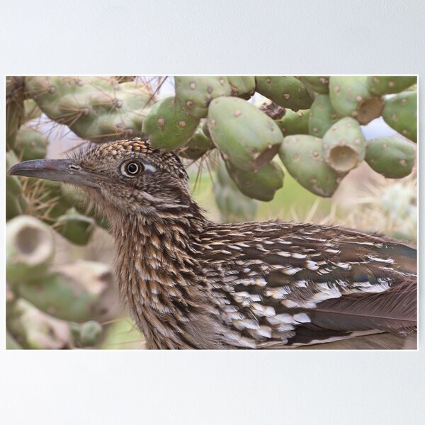 Item preview, Roadrunner designed and sold by noffi.