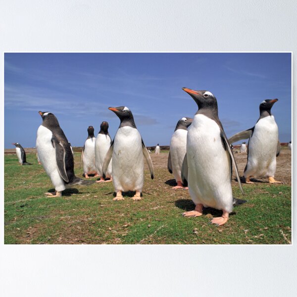 Item preview, King penguins party designed and sold by leksele.