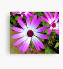 senetti Leinwanddruck