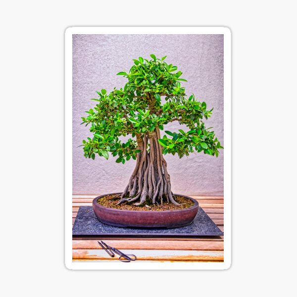 "Bonsai Work in progress at the National Arboretum Canberra ACT