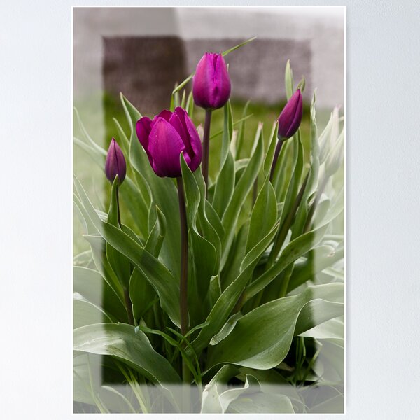 Item preview, Tulips designed and sold by Dania Reichmuth.
