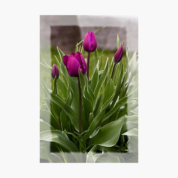 Item preview, Tulips designed and sold by Dania Reichmuth.