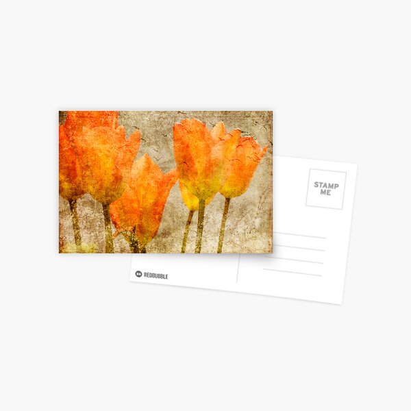 sunset tulips Postcard