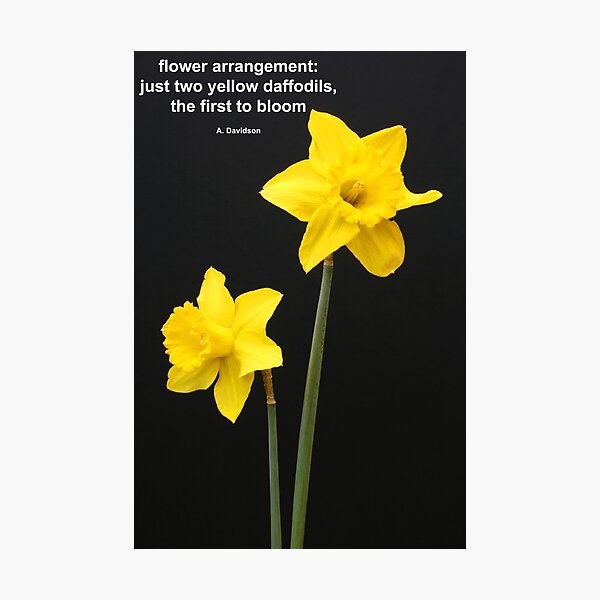 Daffodils Quotation Photographic Print
