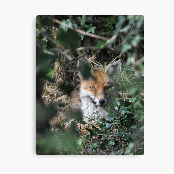 The Fox Next Door ~ Hertfordshire 2010 Canvas Print