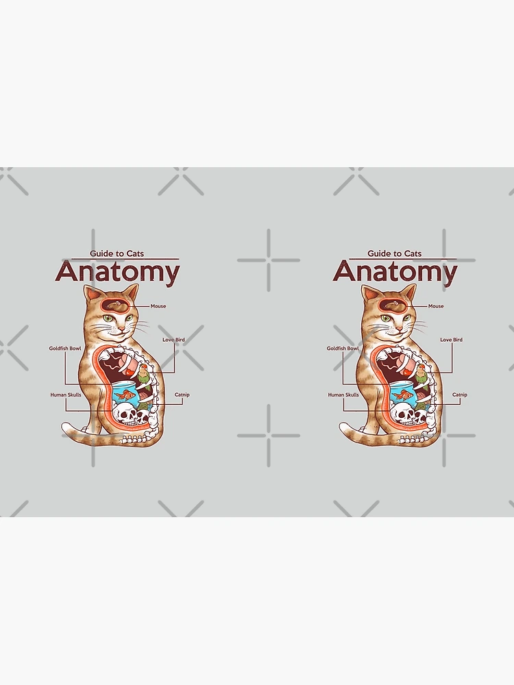 Anatomy of the Cat ほか猫解剖学関連書籍　４点セット Amazon.co.jp: 猫獣医解剖学ポケットチャート、解剖学・獣医