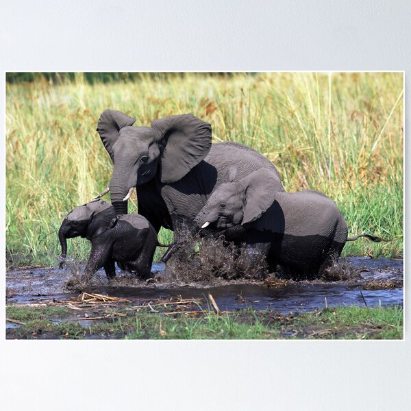 Item preview, Family of elephants crossing water stream designed and sold by leksele.