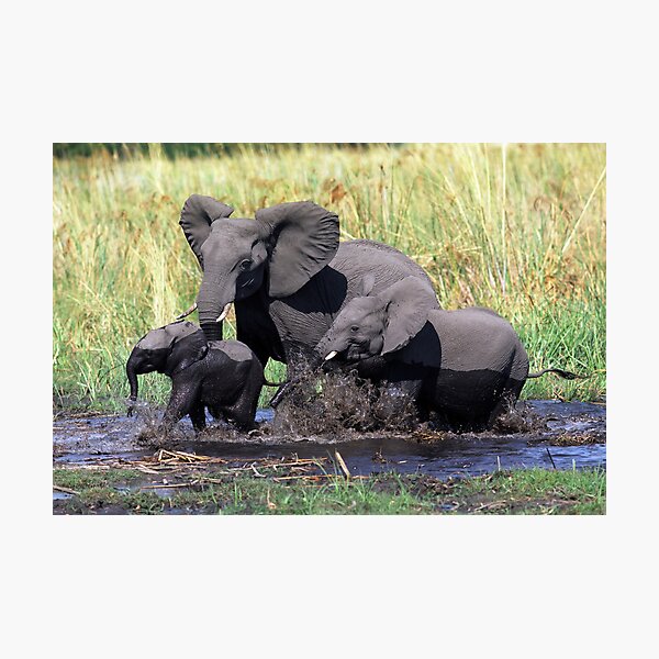 Item preview, Family of elephants crossing water stream designed and sold by leksele.