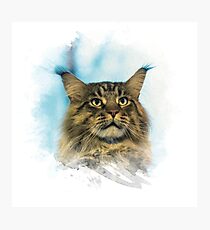 Purebred cat Photographic Print