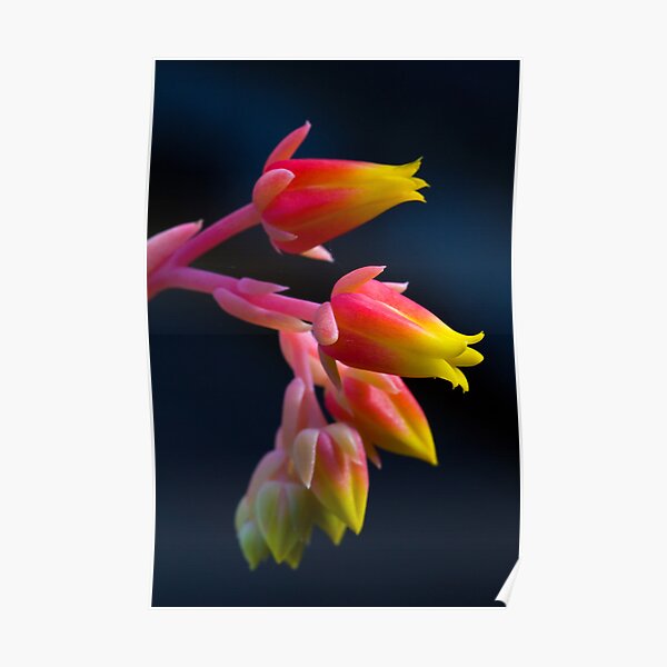 Cactus Flower Poster