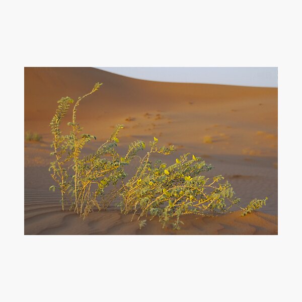 Item preview, And in the lifeless desert - life... designed and sold by Peter Doré.